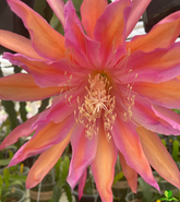 Monastery Garden Epiphyllum